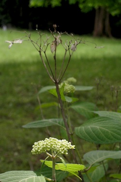 110526_dead _and_alive.jpg